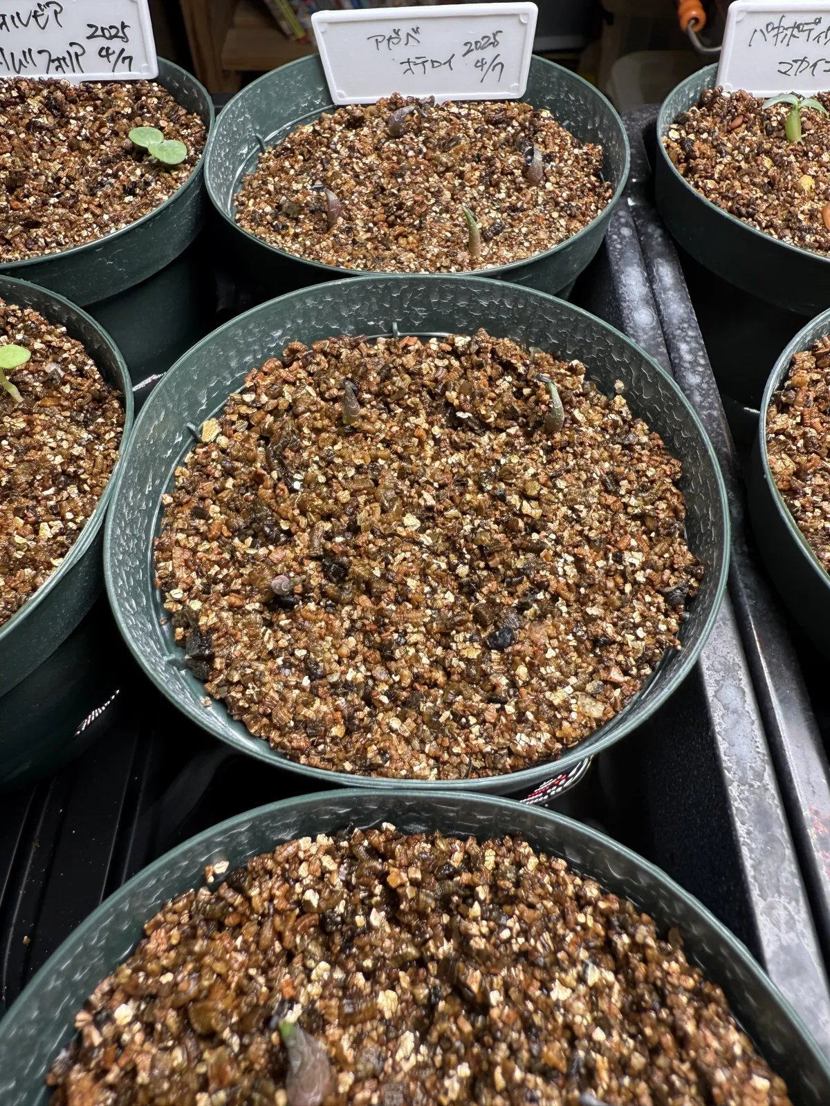 Agave oteroi (アガベ オテロイ)