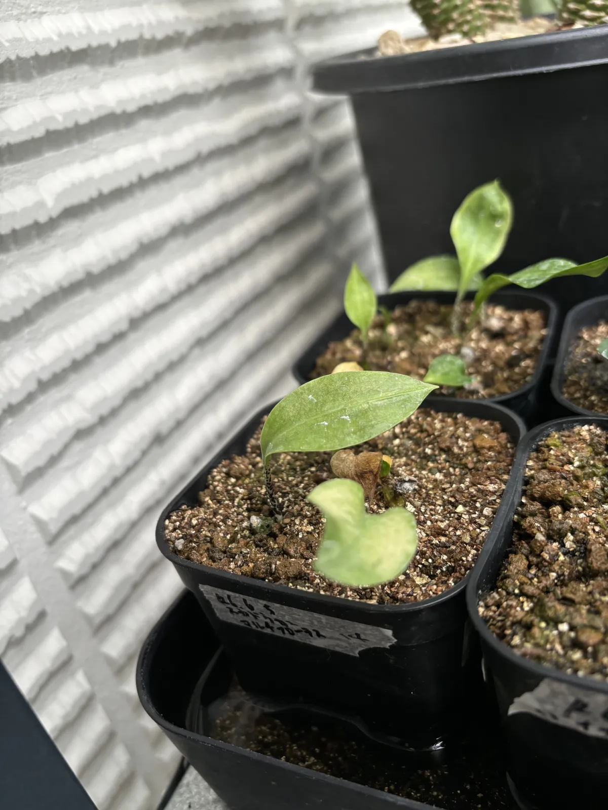 Scadoxus multiflorus (スカドクサス マルチフローラス 発根)