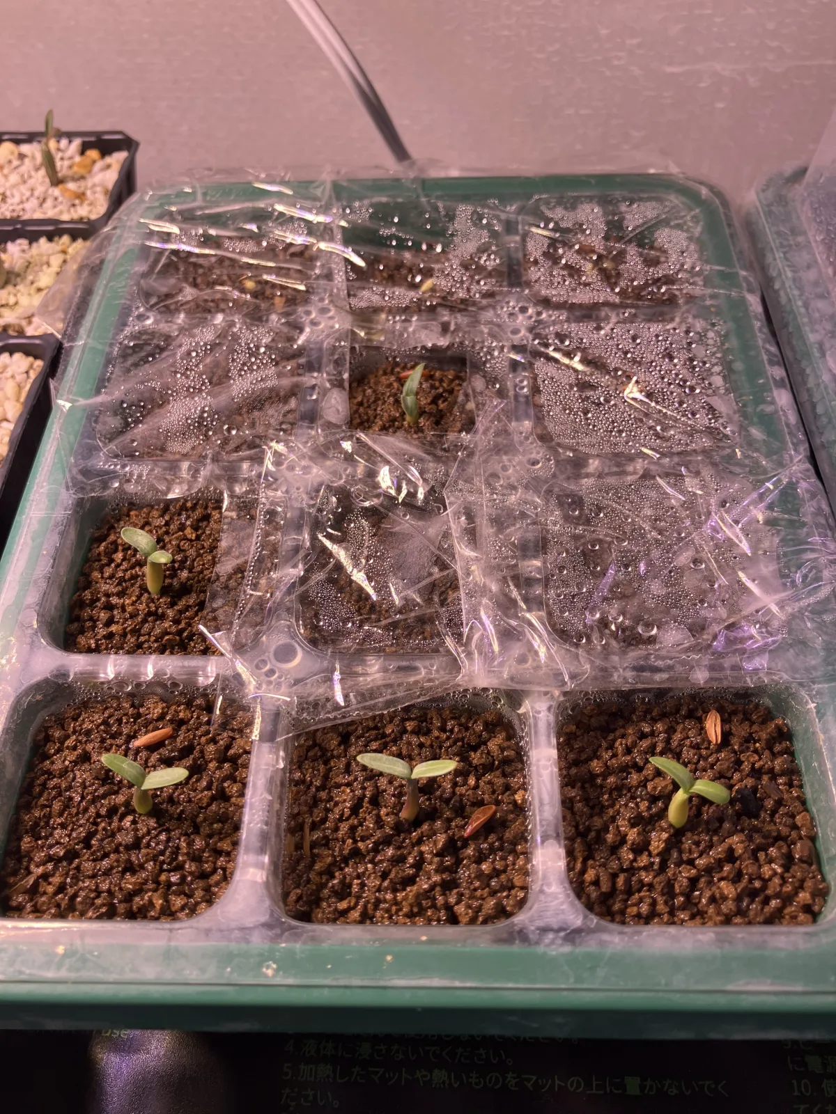 Pachypodium rosulatum var. gracilius (パキポディウム グラキリス)