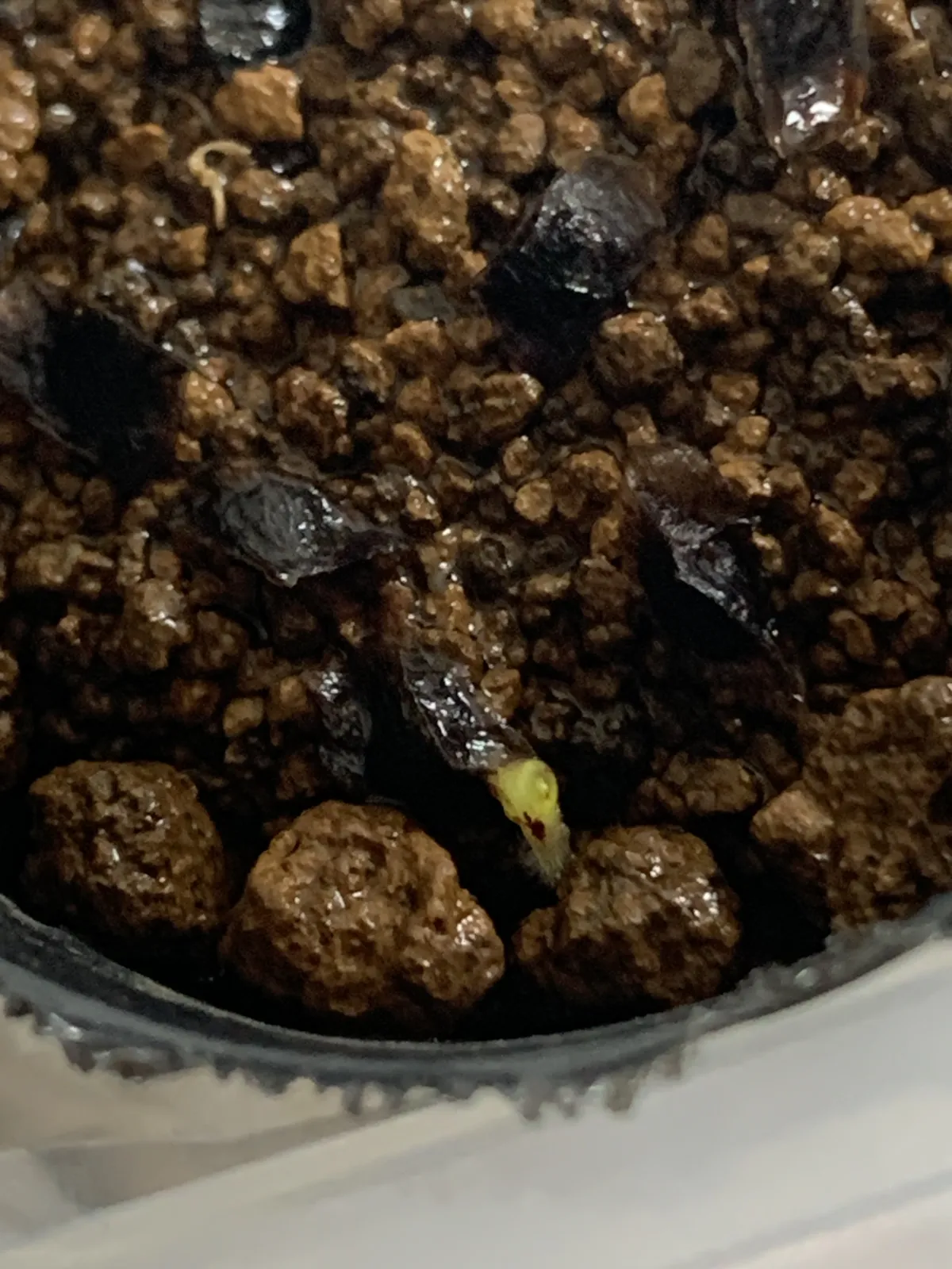 Aloe polyphylla (アロエ ポリフィラ)