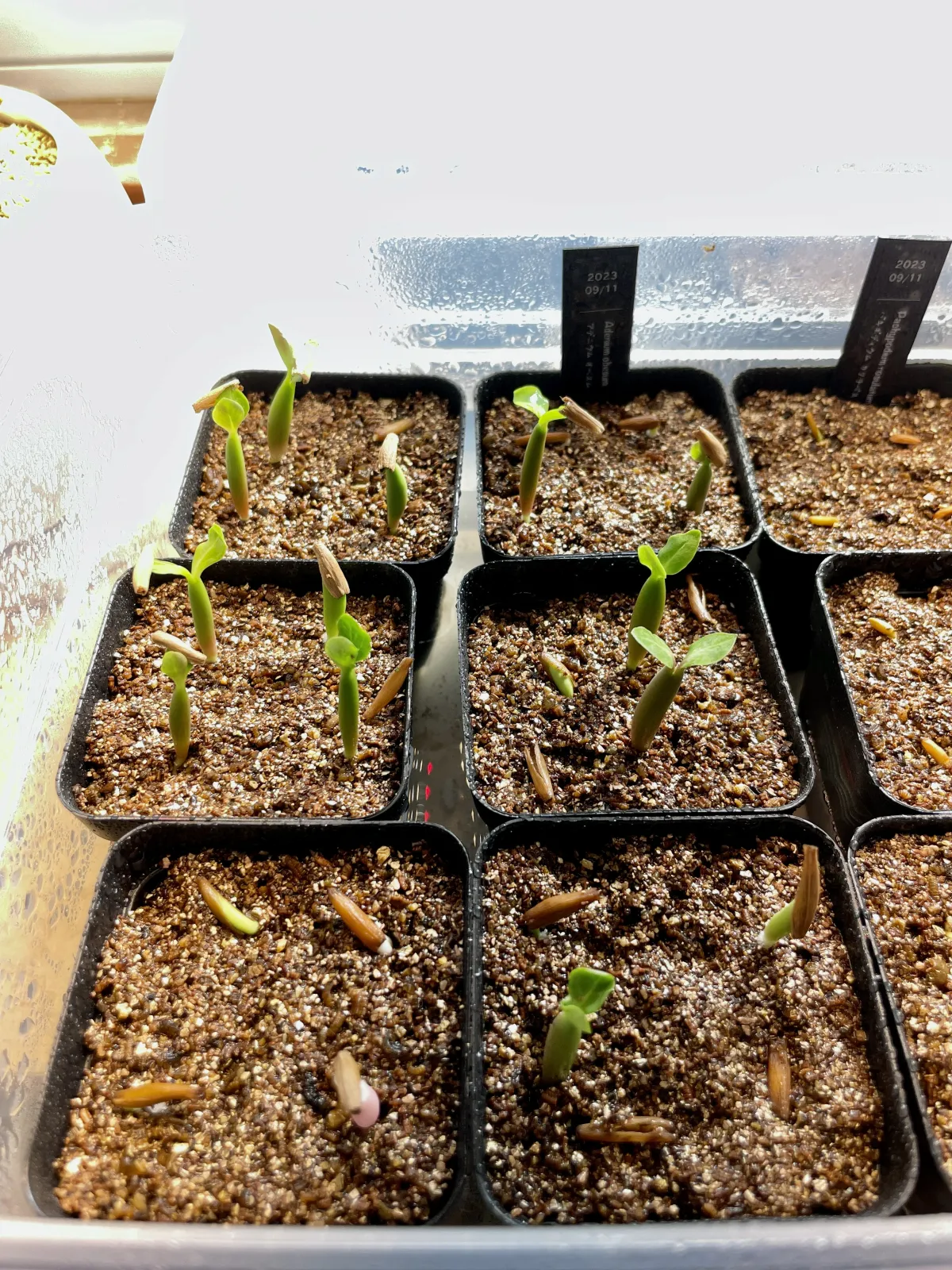 Adenium obesum (アデニウム オベスム)