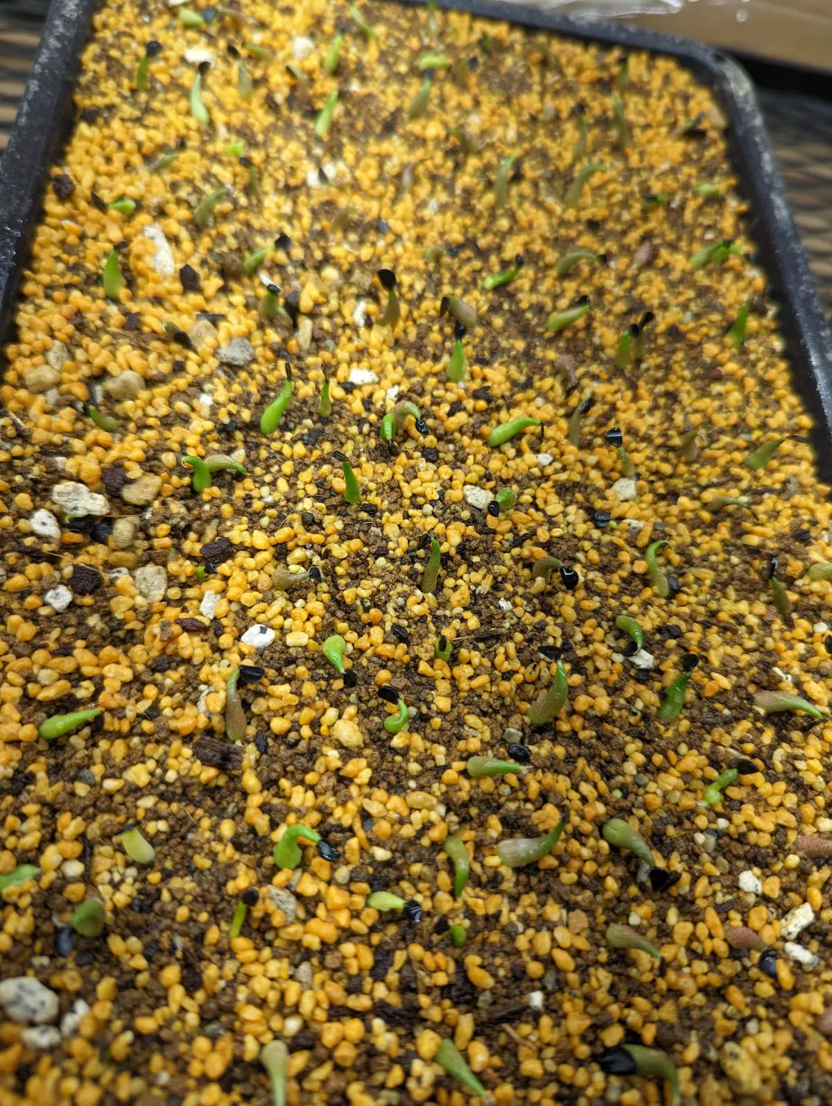 Agave oteroi (アガベ オテロイ)