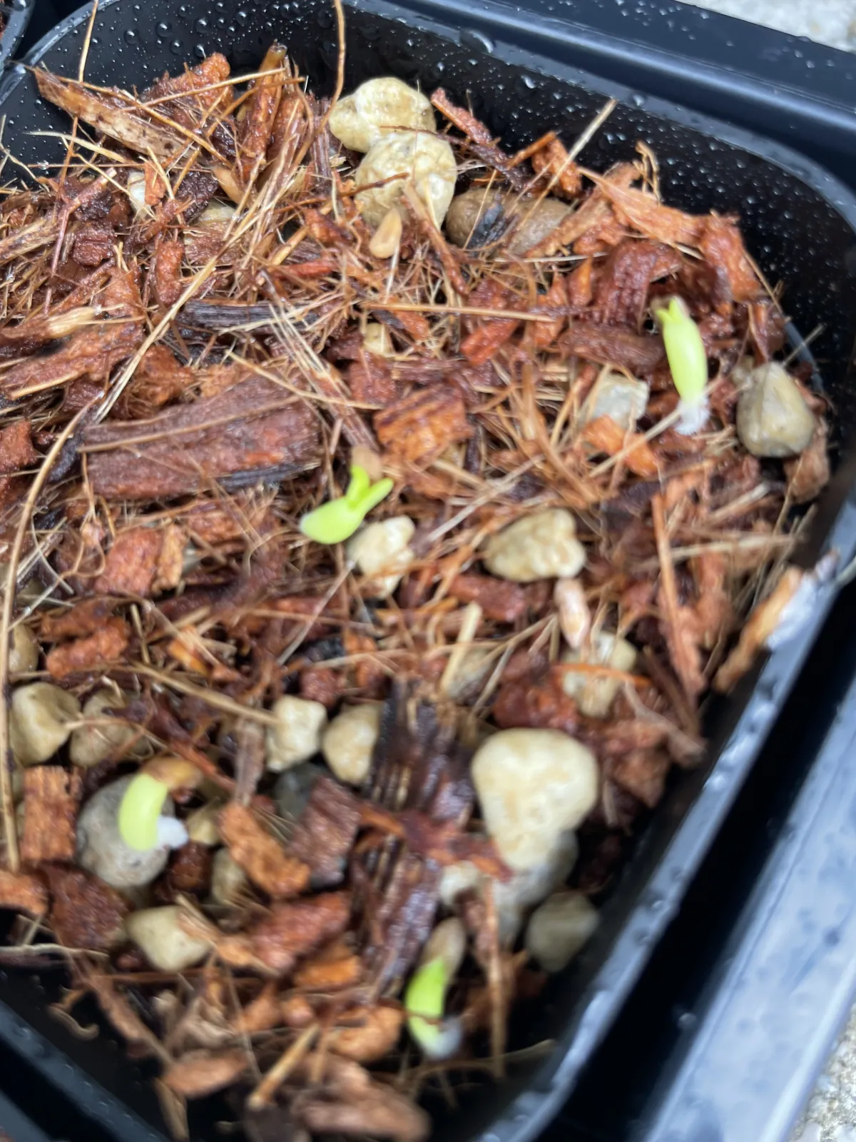 Pachypodium bispinosum (パキポディウム ビスピノーサム)
