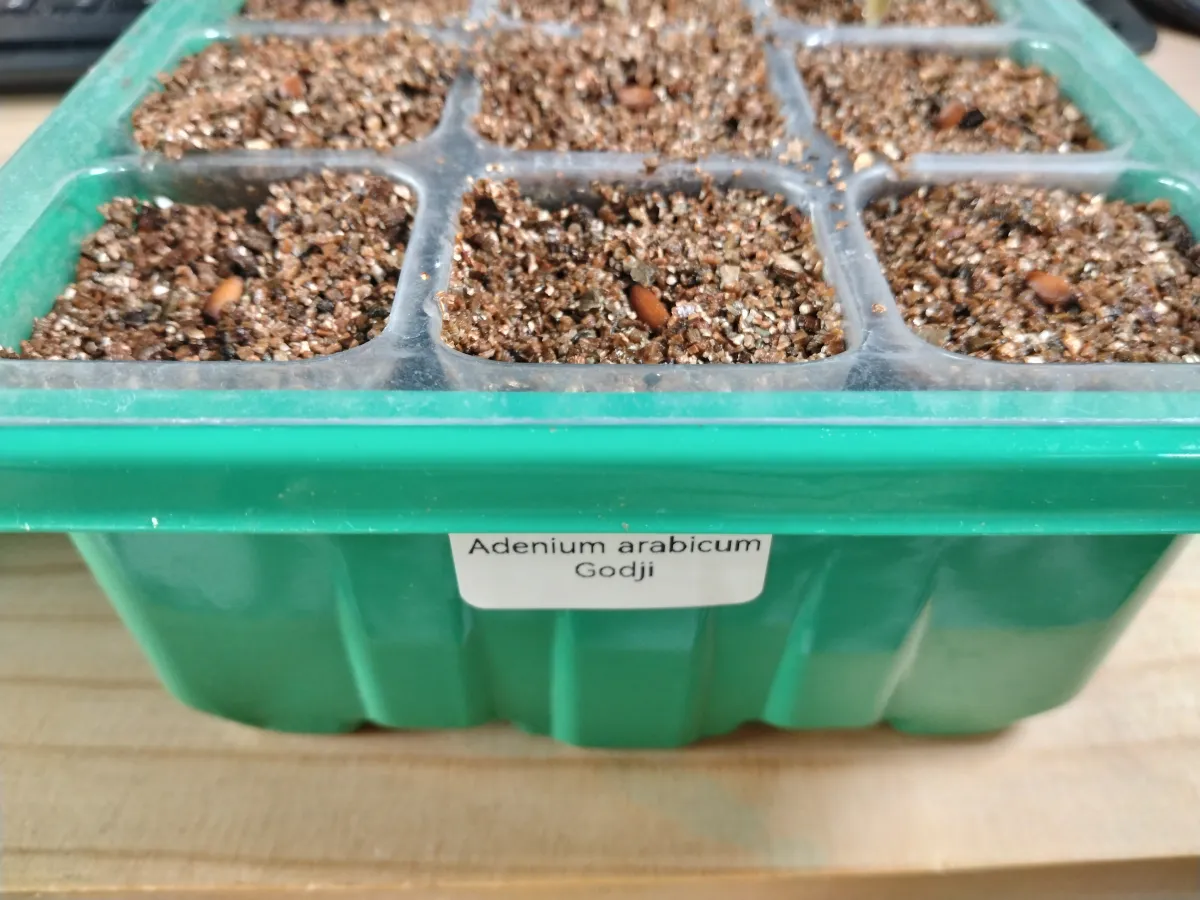 Adenium arabicum 'Godji Original' (アデニウム ゴッジオリジナル Godji Original)