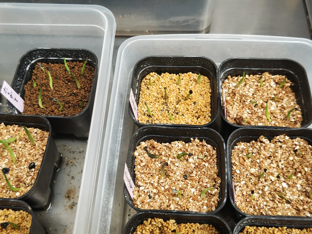 Agave horrida ssp. horrida (アガベ ホリダ)