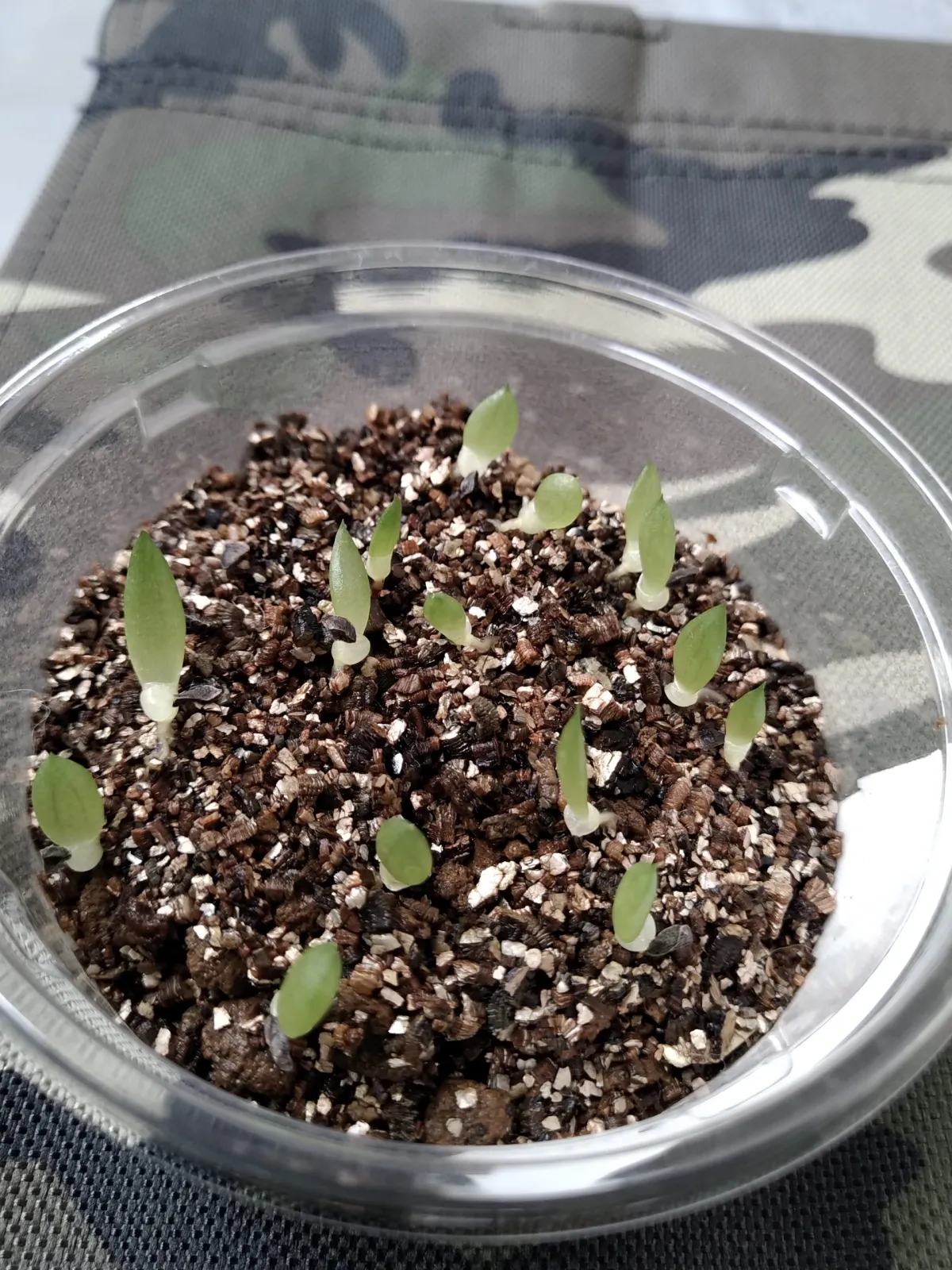 Aloe microstigma (アロエ ミクロスティグマ)