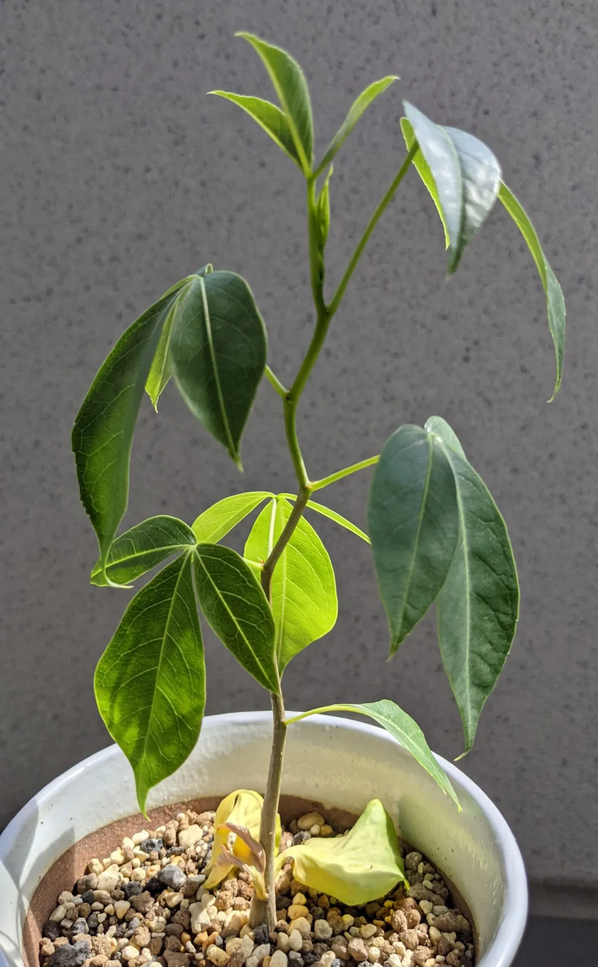 [モニター種子] バオバブ Adansonia gregorii