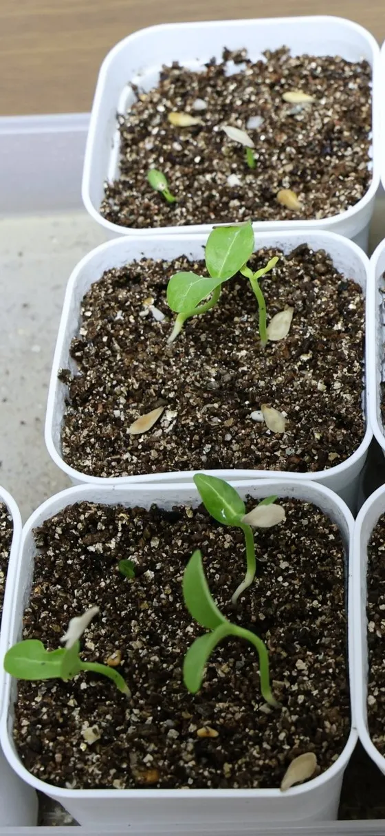 Pachypodium rutenbergianum var. rutenbergianum (パキポディウム ルテンベルギアナム)