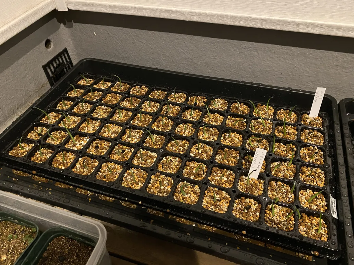 Agave shrevei ssp. matapensis (アガベ シュリベイマタペンシス)