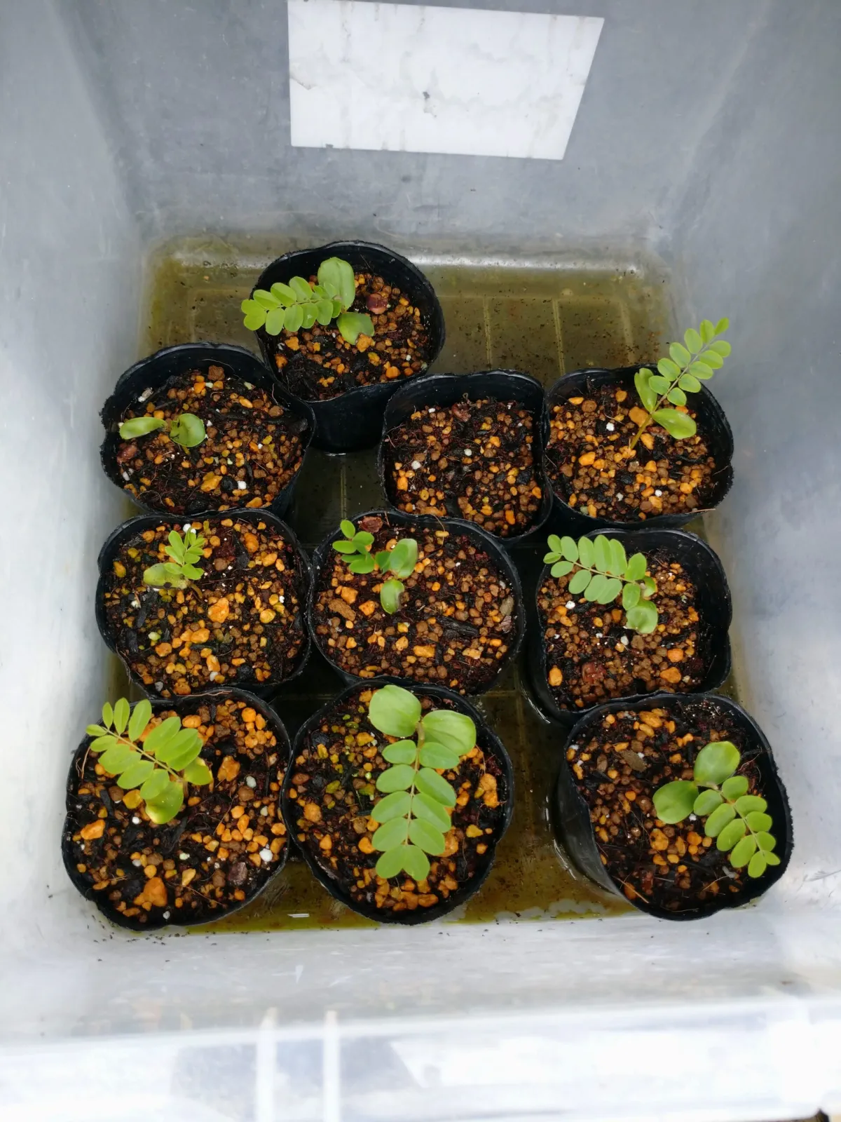 Cassia javanica ssp. nodosa (カッシア ノドサ)