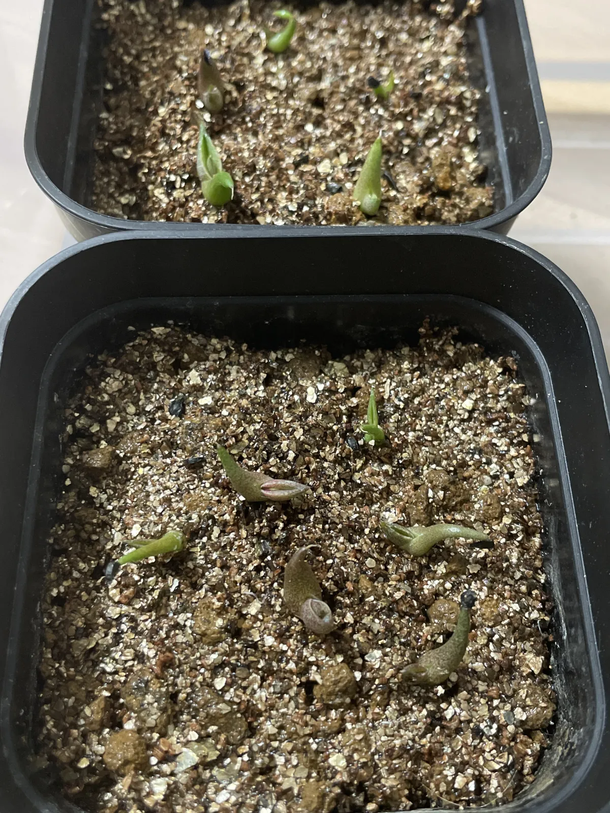 Agave oteroi (アガベ オテロイ)