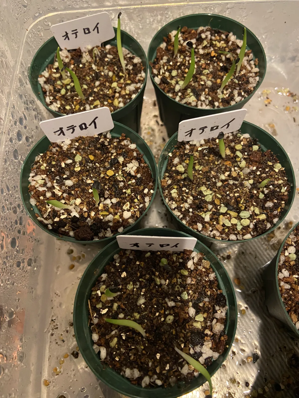 Agave oteroi (アガベ オテロイ)