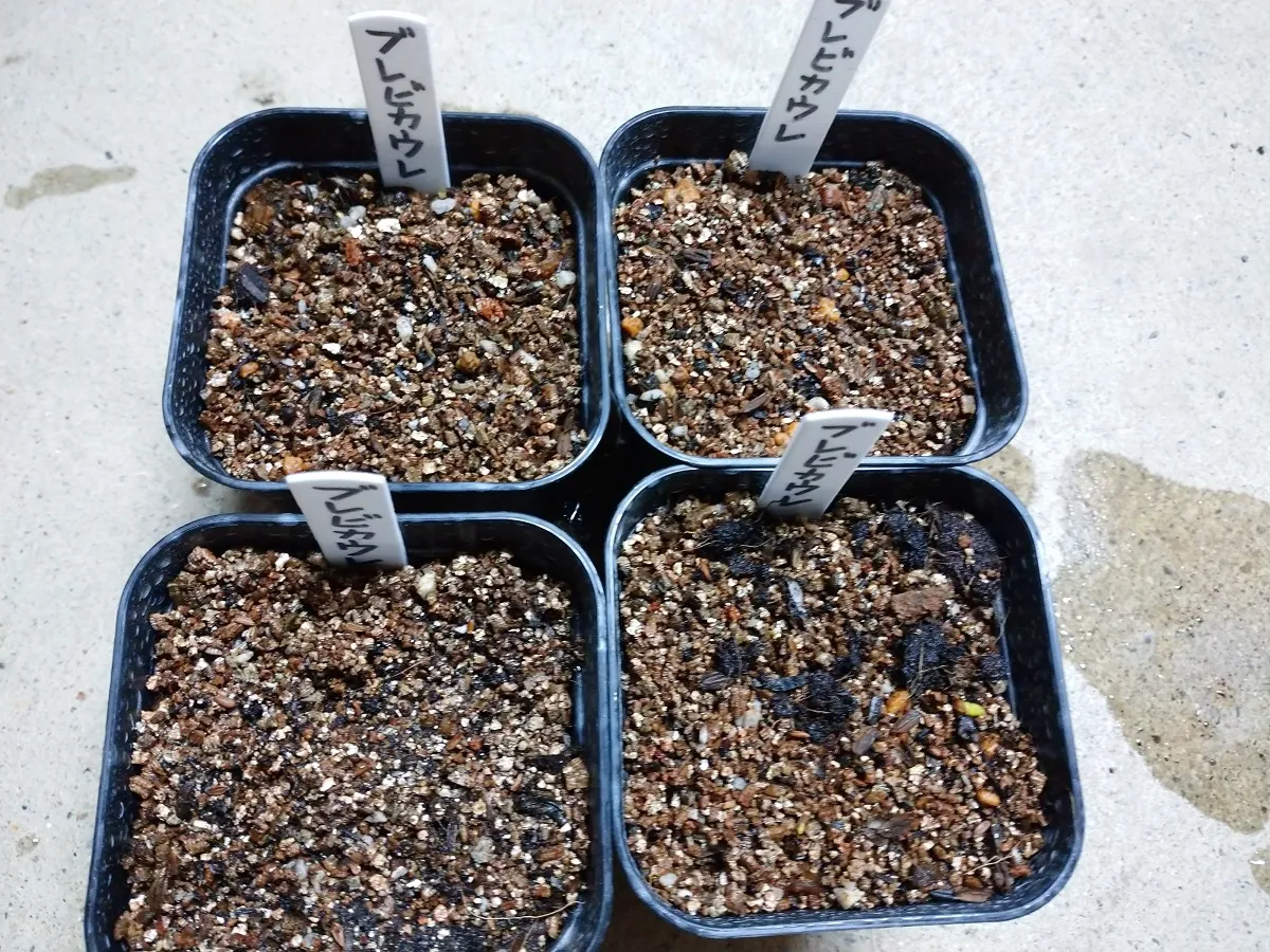 パキポディウム　ブレビカウレ