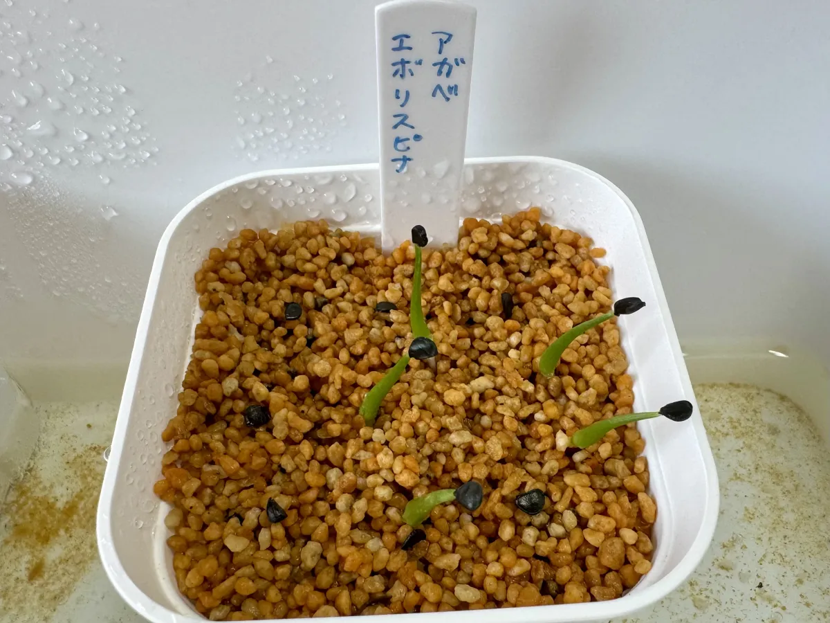 Agave utahensis var. eborispina (アガベ エボリスピナ)