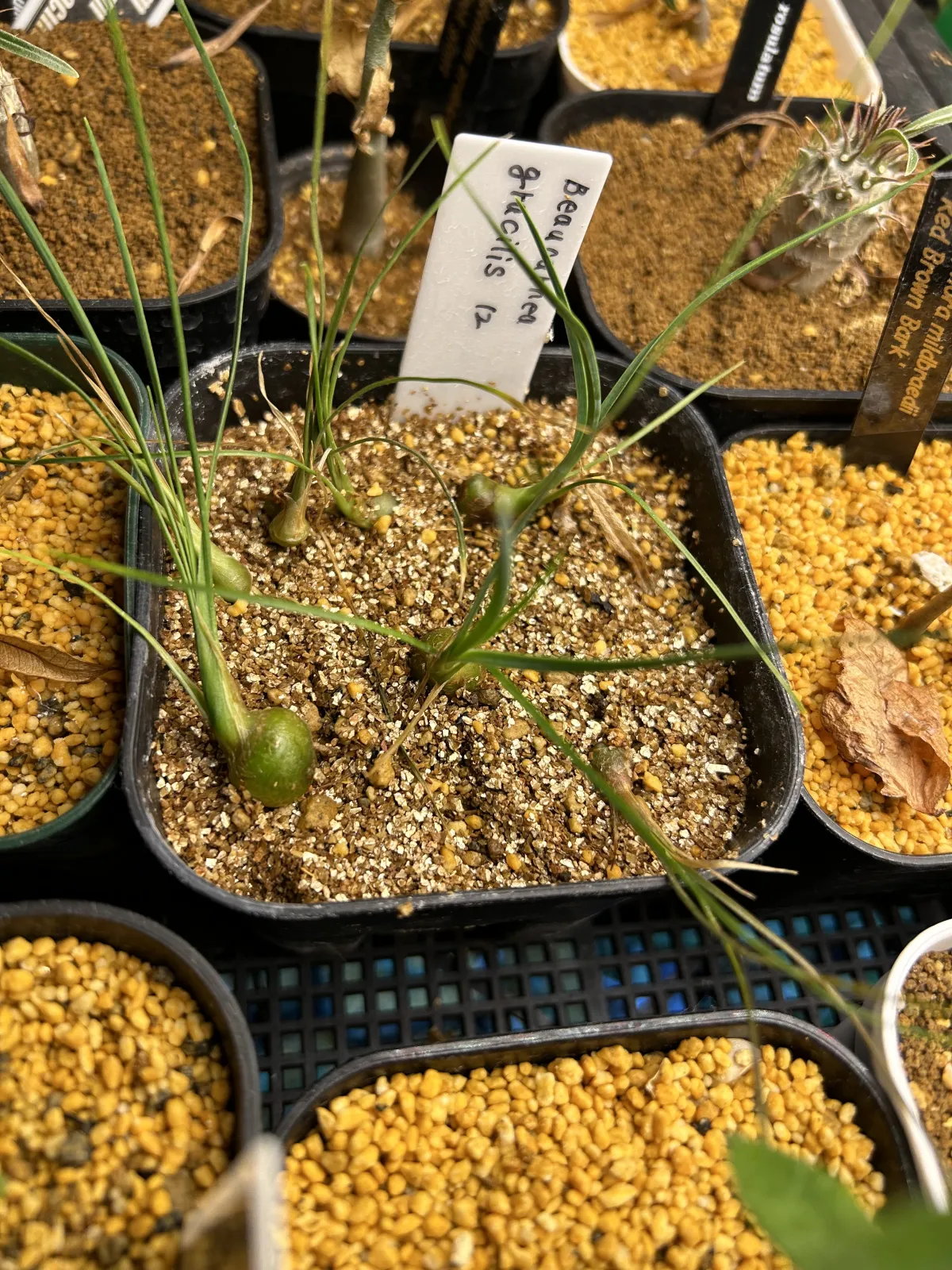 Beaucarnea gracilis (ボーカルネア グラキリス)