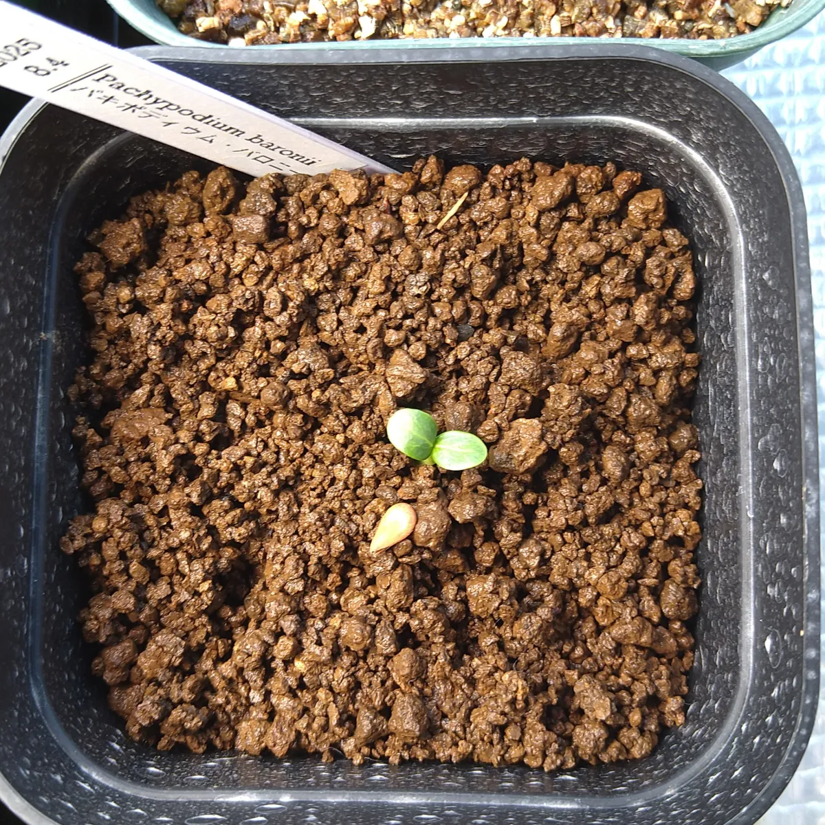 Pachypodium baronii (パキポディウム バロニー)