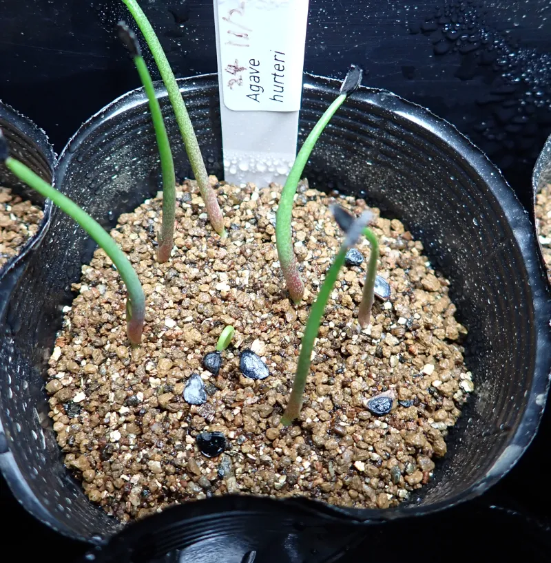 Agave hurteri (アガベ フルテリ)