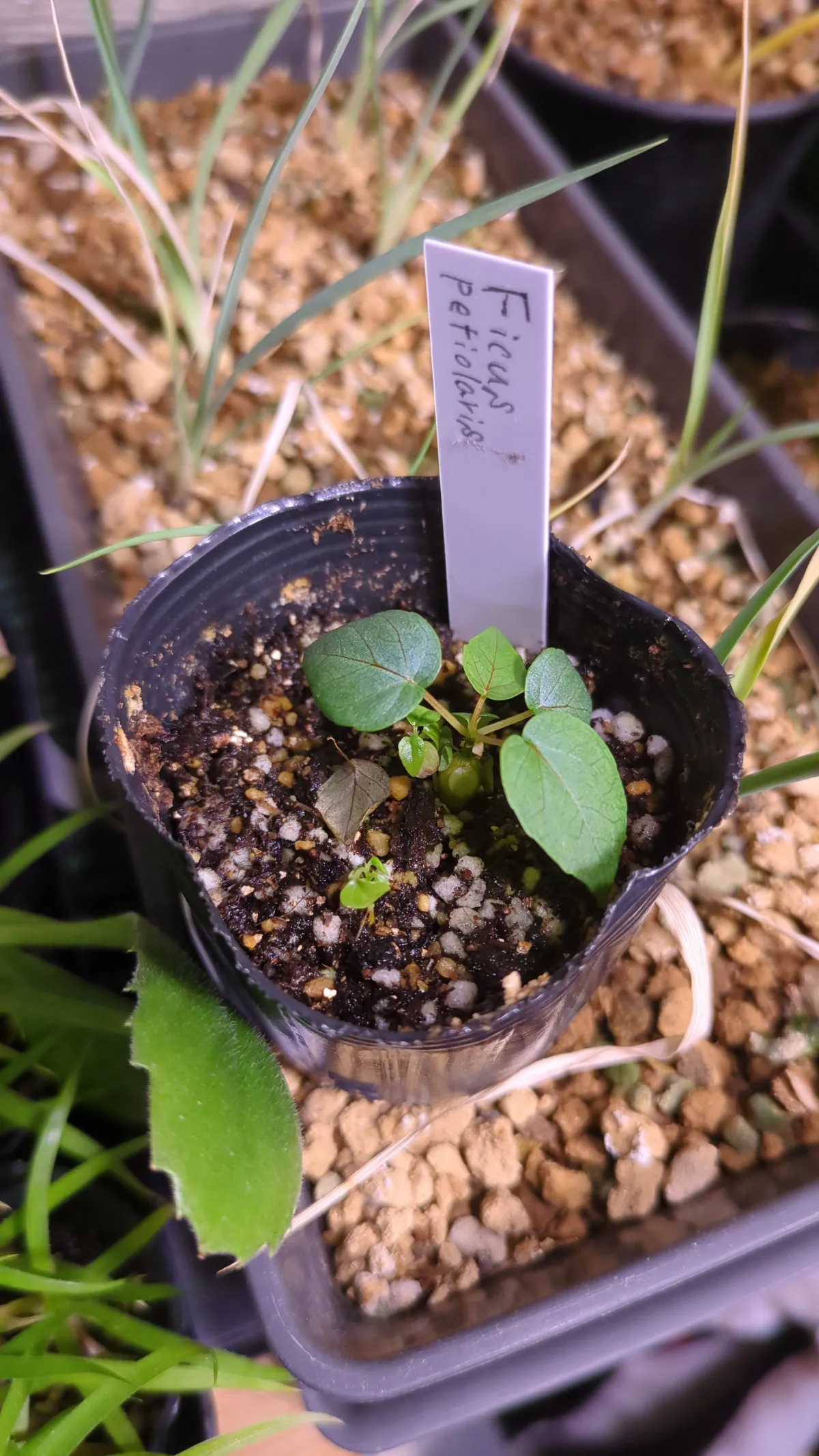 Ficus petiolaris (フィカス ペティオラリス)