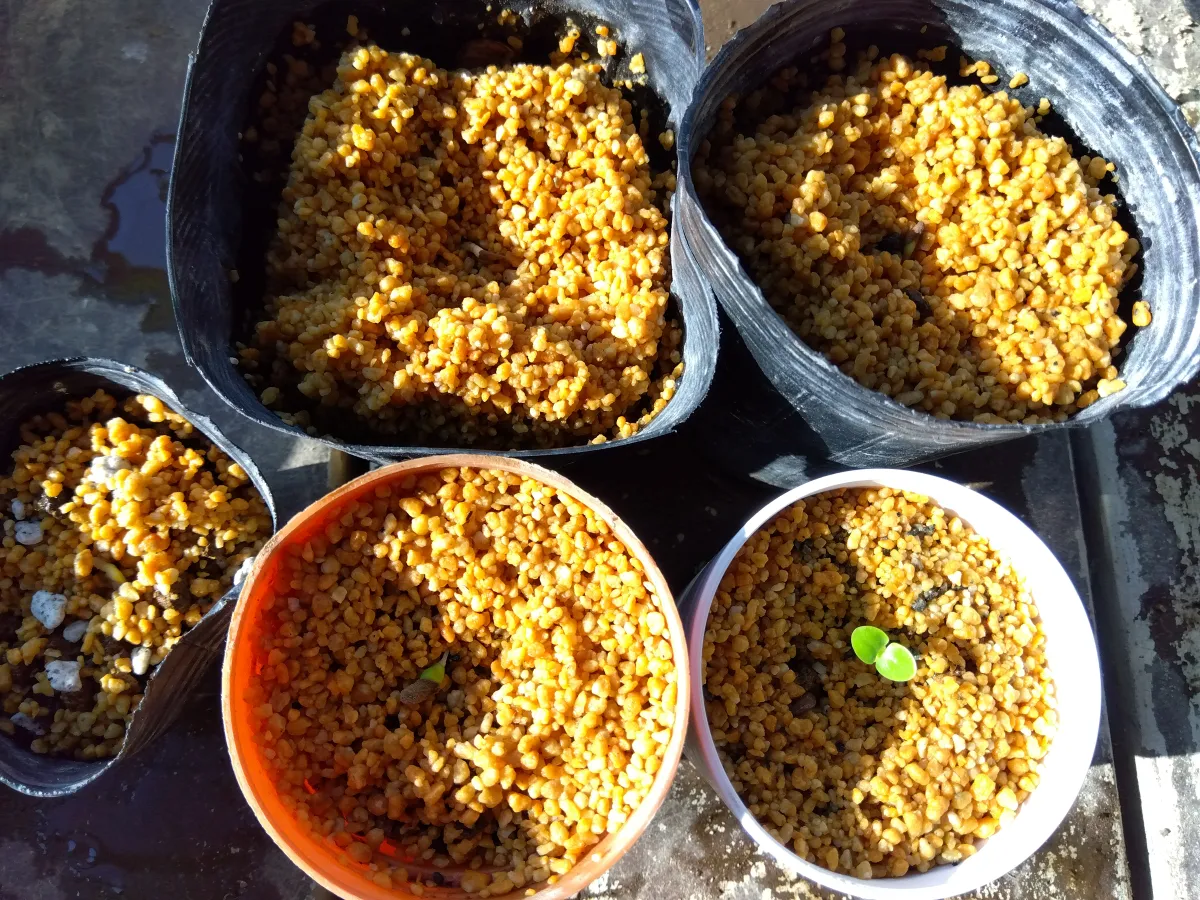 Pachypodium succulentum (パキポディウム サキュレンタム 天馬空)