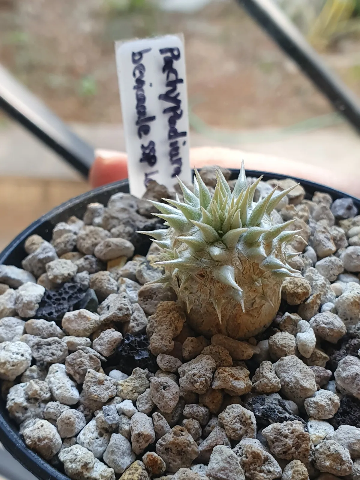 Pachypodium brevicaule subsp. leucoxanthum (パキポディウム レウコキサンツム)