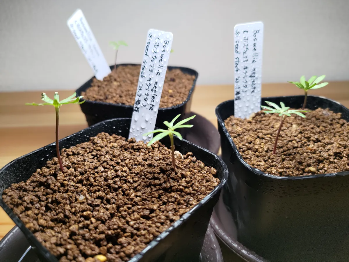 Boswellia neglecta (ボスウェリア ネグレクタ)