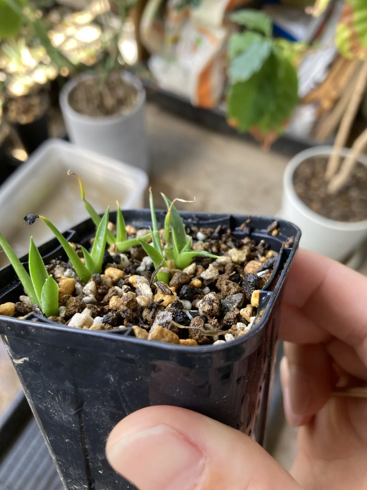 Agave utahensis var. eborispina (アガベ エボリスピナ)