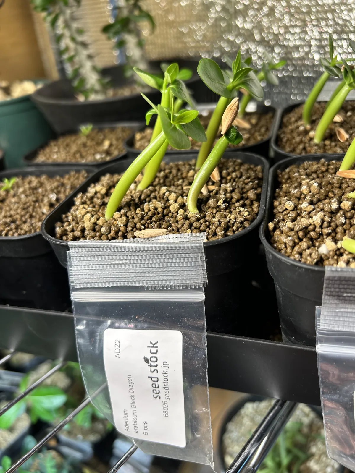 Adenium arabicum 'Black Skin' (アデニウム ブラックドラゴン)