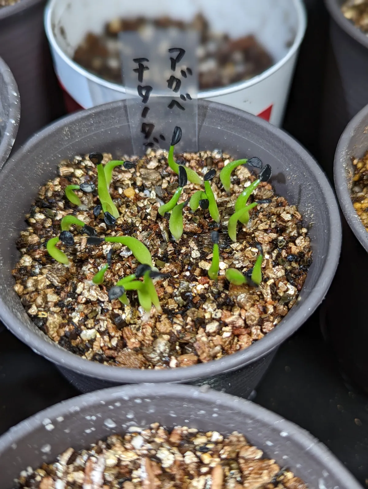 Agave titanota 'Blue' (アガベ チタノタブルー)