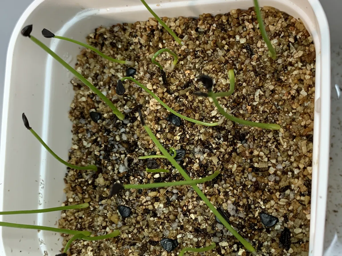 Agave potatorum Dwarf (アガベ ポタトラムドワーフ)