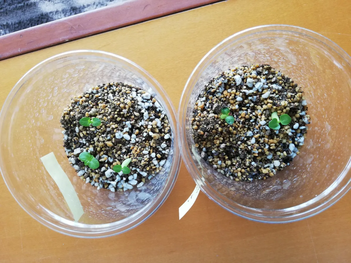 Pachypodium succulentum (パキポディウム サキュレンタム 天馬空)