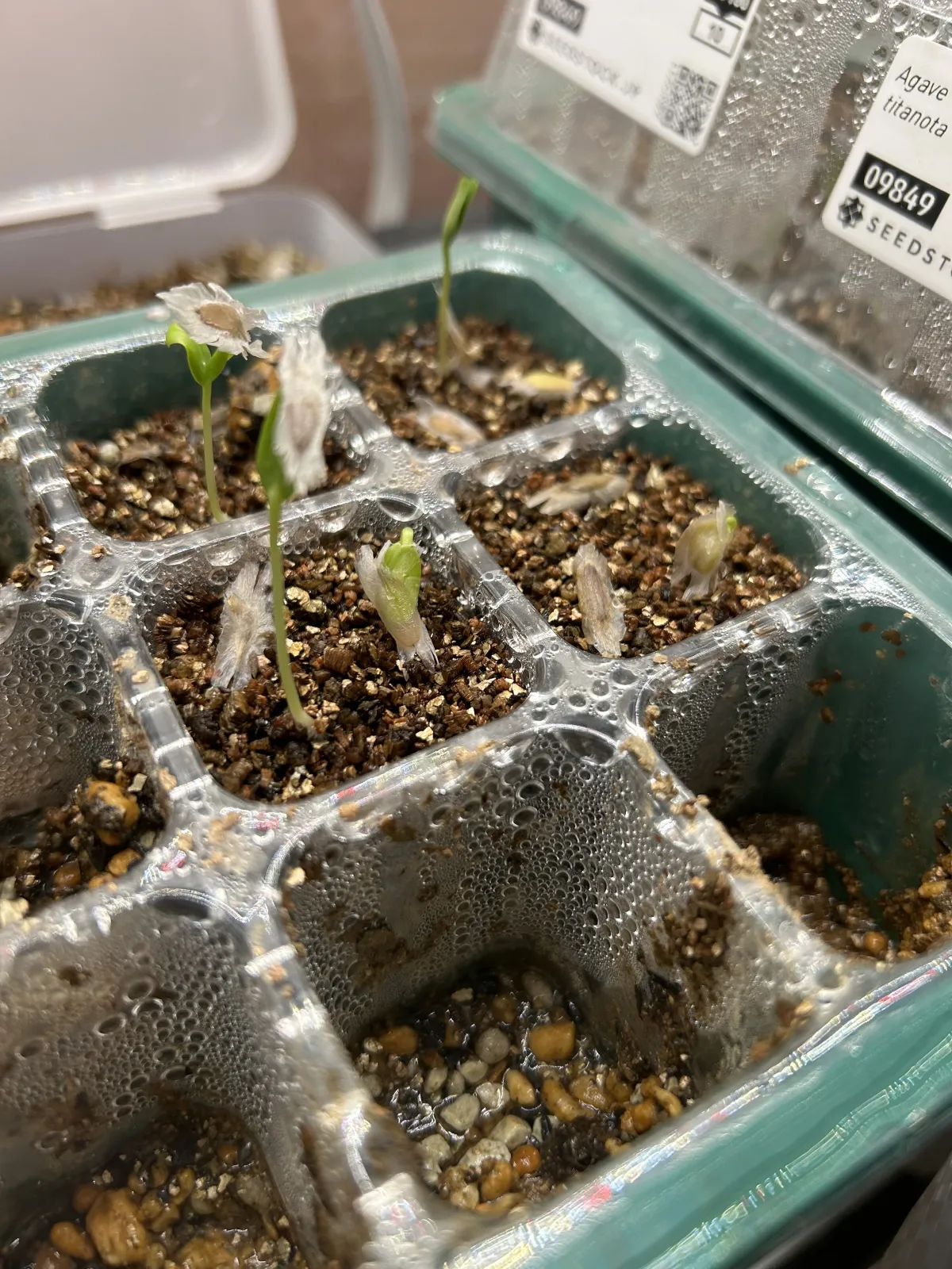 Fouquieria formosa (フォークイエリア フォルモサ)