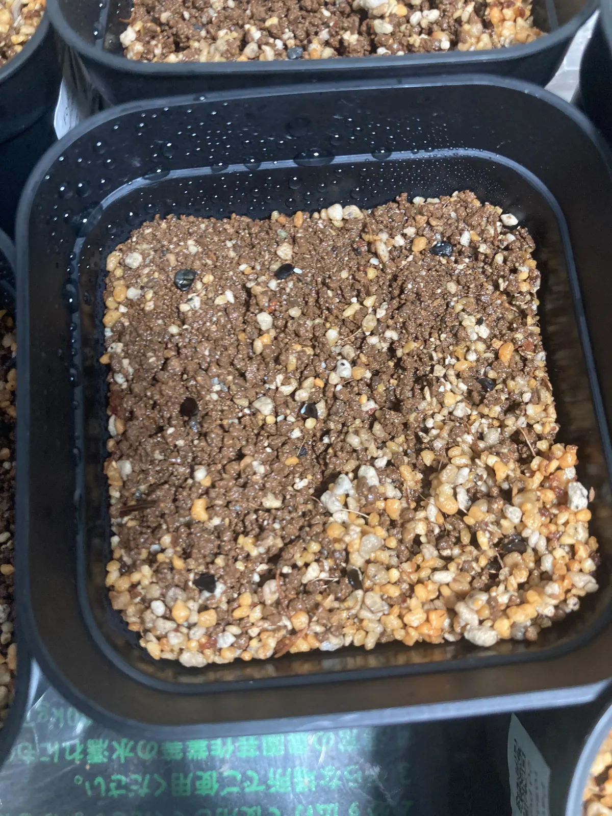 Agave victoriae-reginae ssp. swobodae swobodae (アガベ ビクトリアレジーナ スワボダエ)