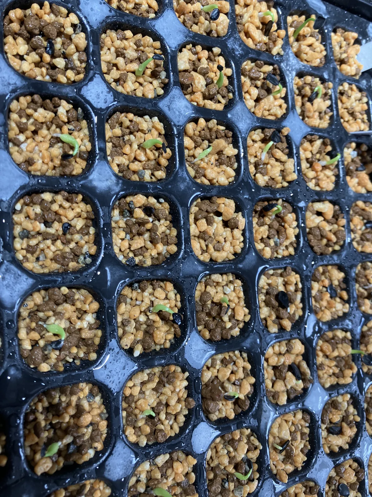 Agave victoriae-reginae (アガベ ビクトリアレジーナエ 笹の雪)