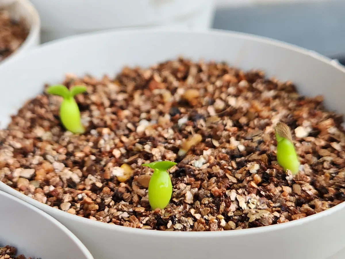 Pachypodium bispinosum (パキポディウム ビスピノーサム)