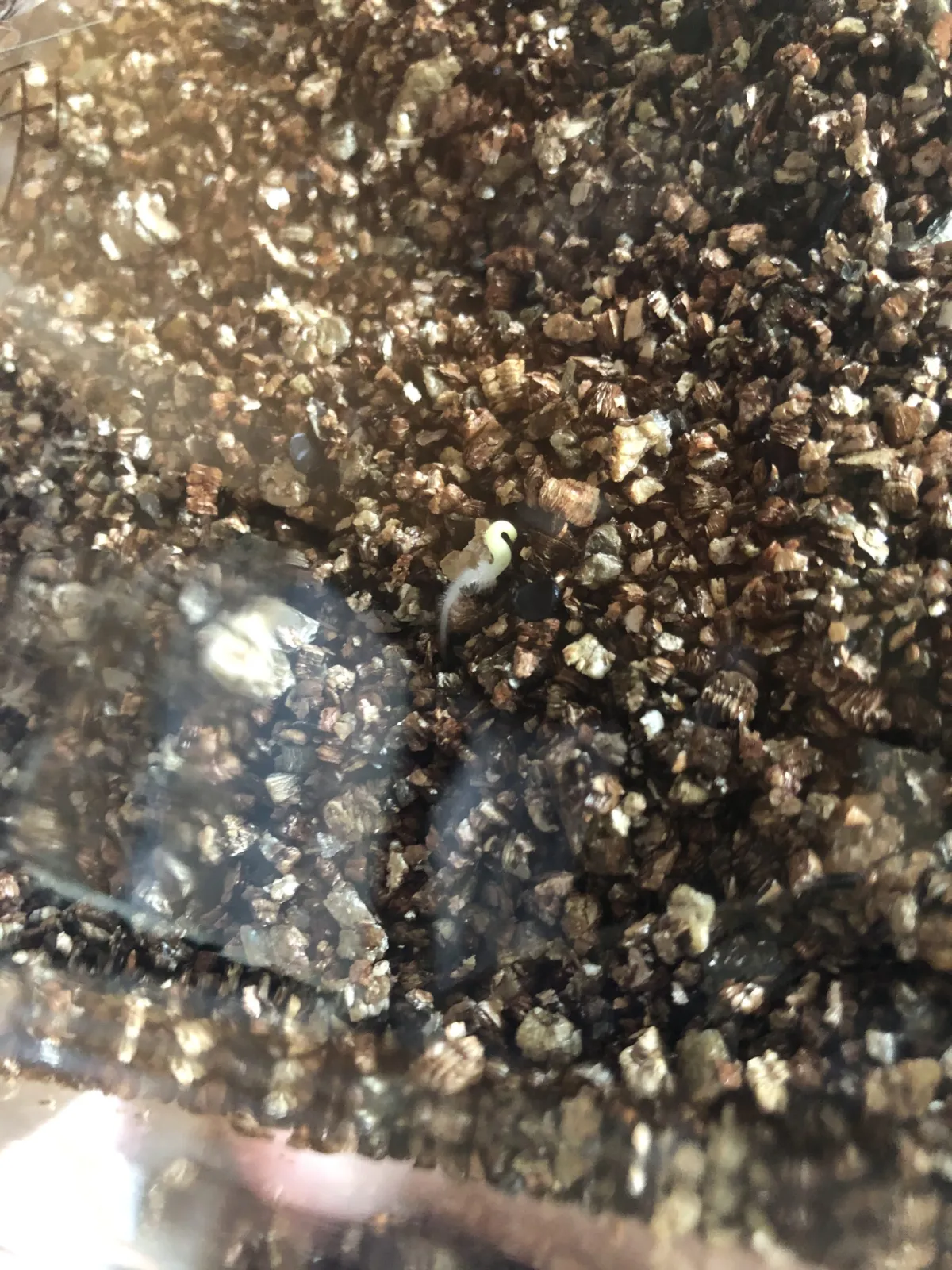 Agave victoriae-reginae (アガベ ビクトリアレジーナエ 笹の雪)