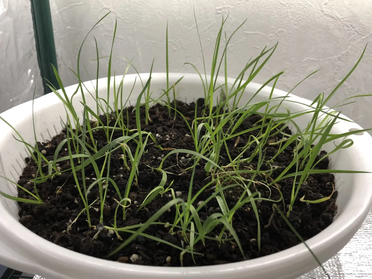 Yucca rostrata (ユッカ ロストラータ)