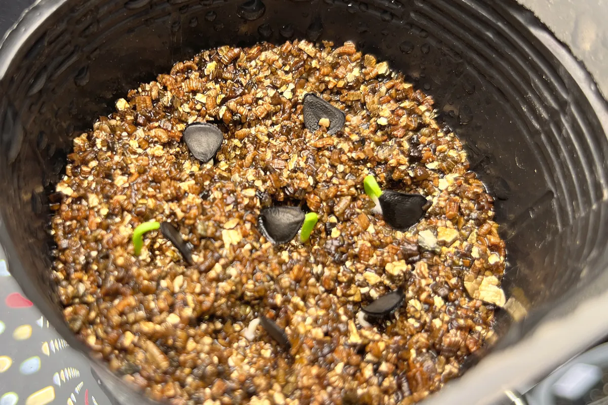 Agave shrevei ssp. matapensis (アガベ シュリベイマタペンシス)