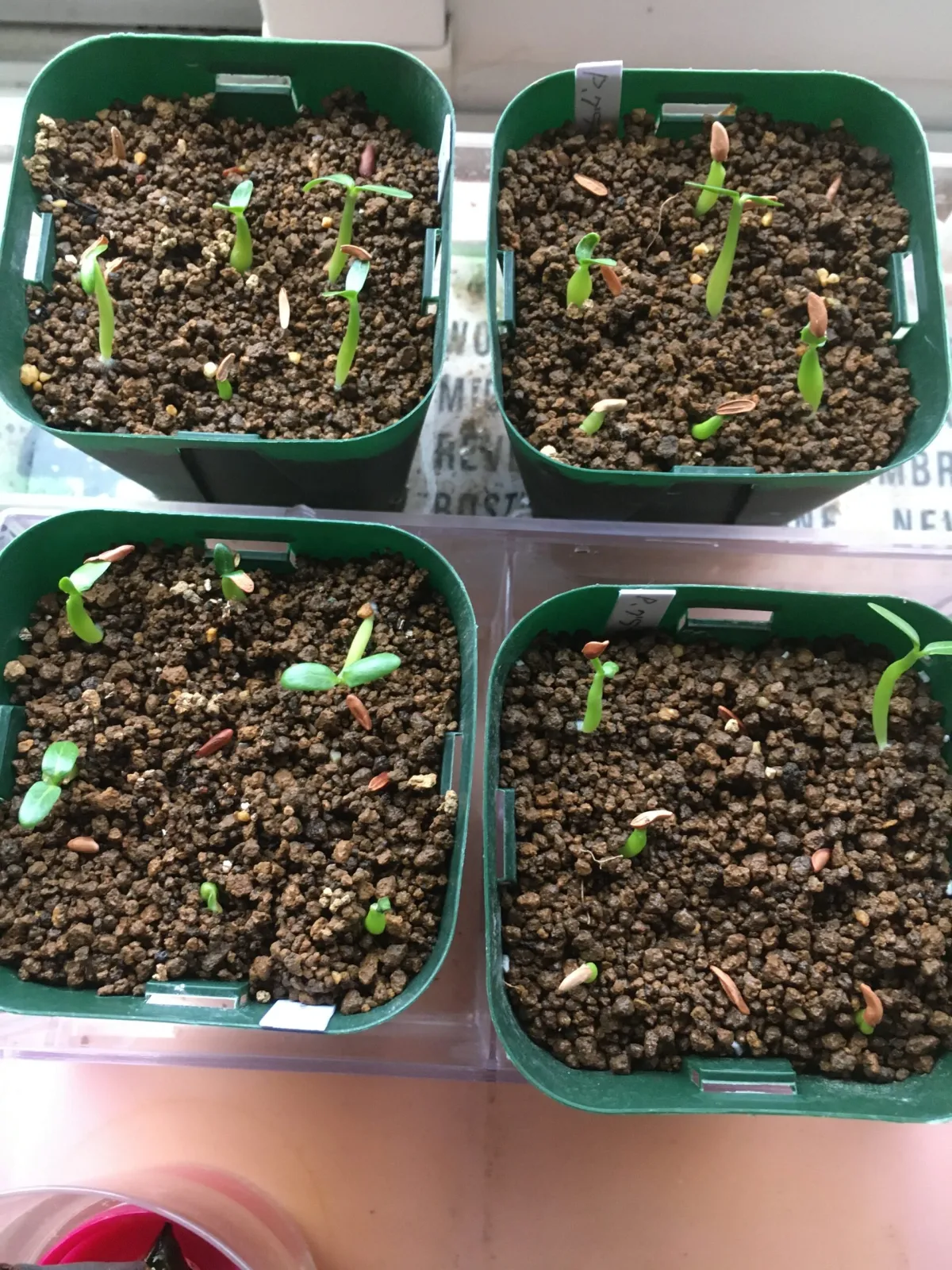 Pachypodium rosulatum var. gracilius (パキポディウム グラキリス)