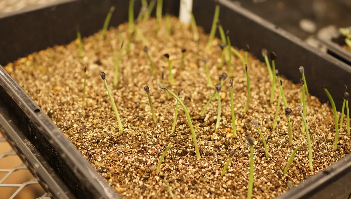 Agave parryi var. truncata (アガベ パリー トランカータ)