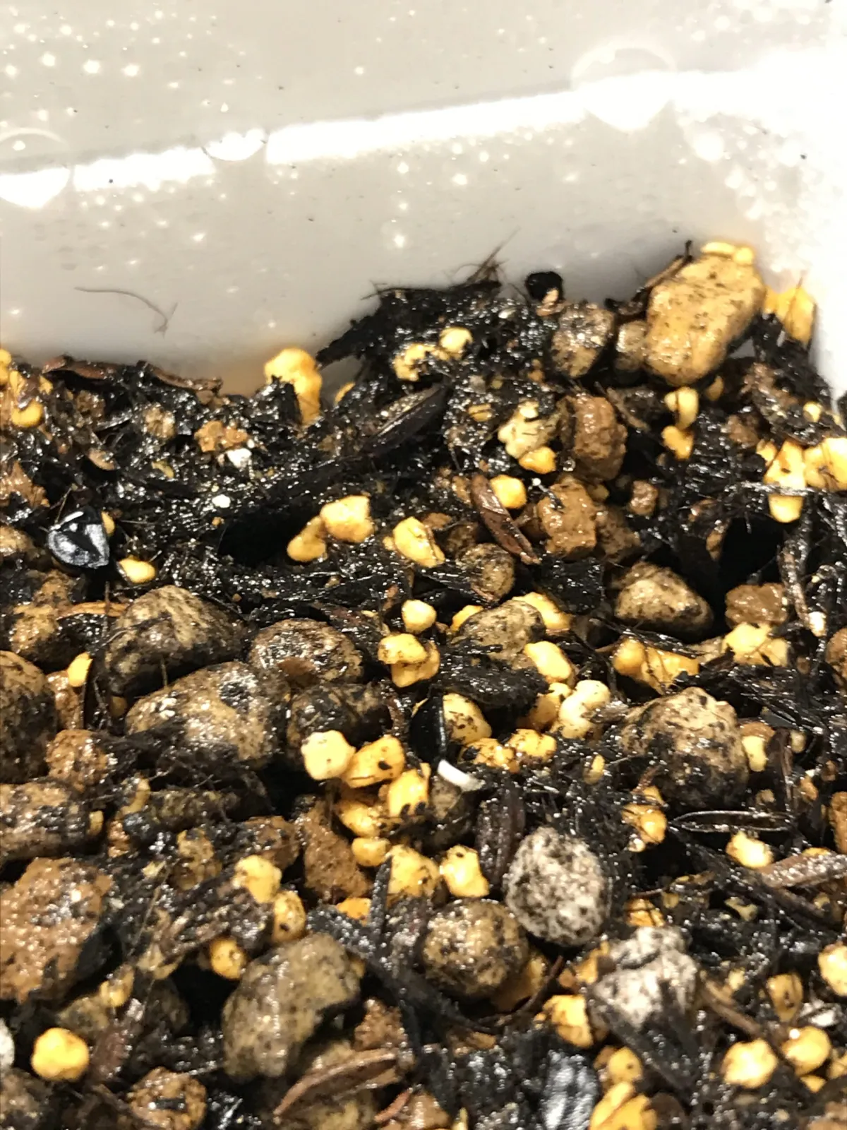 Agave horrida ssp. horrida (アガベ ホリダ)