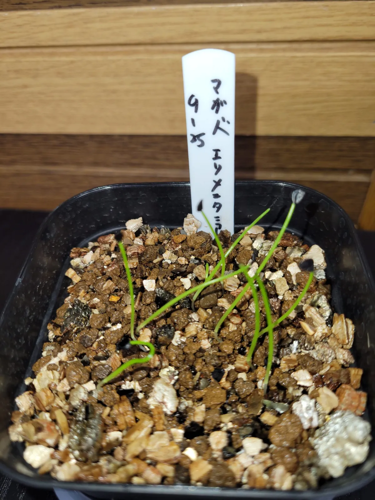 アガベ　エリソメニタミア(モニター用)