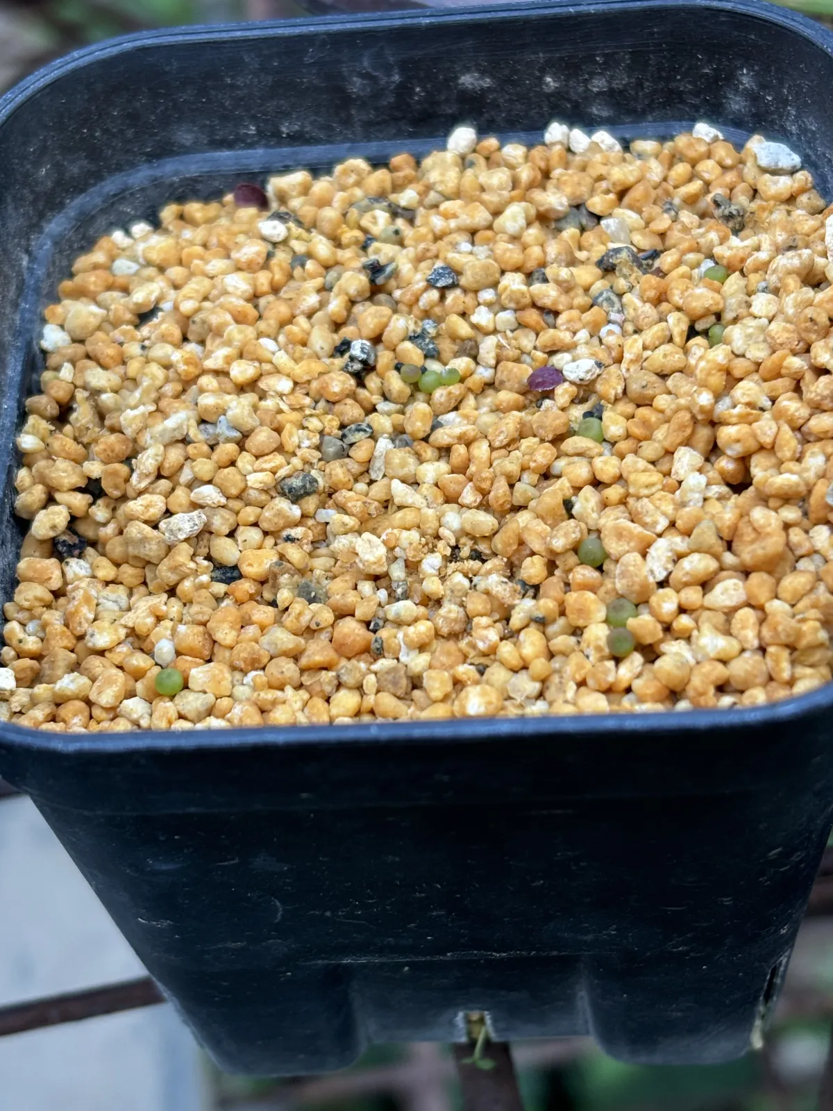 Geohintonia mexicana f. cristata (ジオヒントニア メキシカーナ)