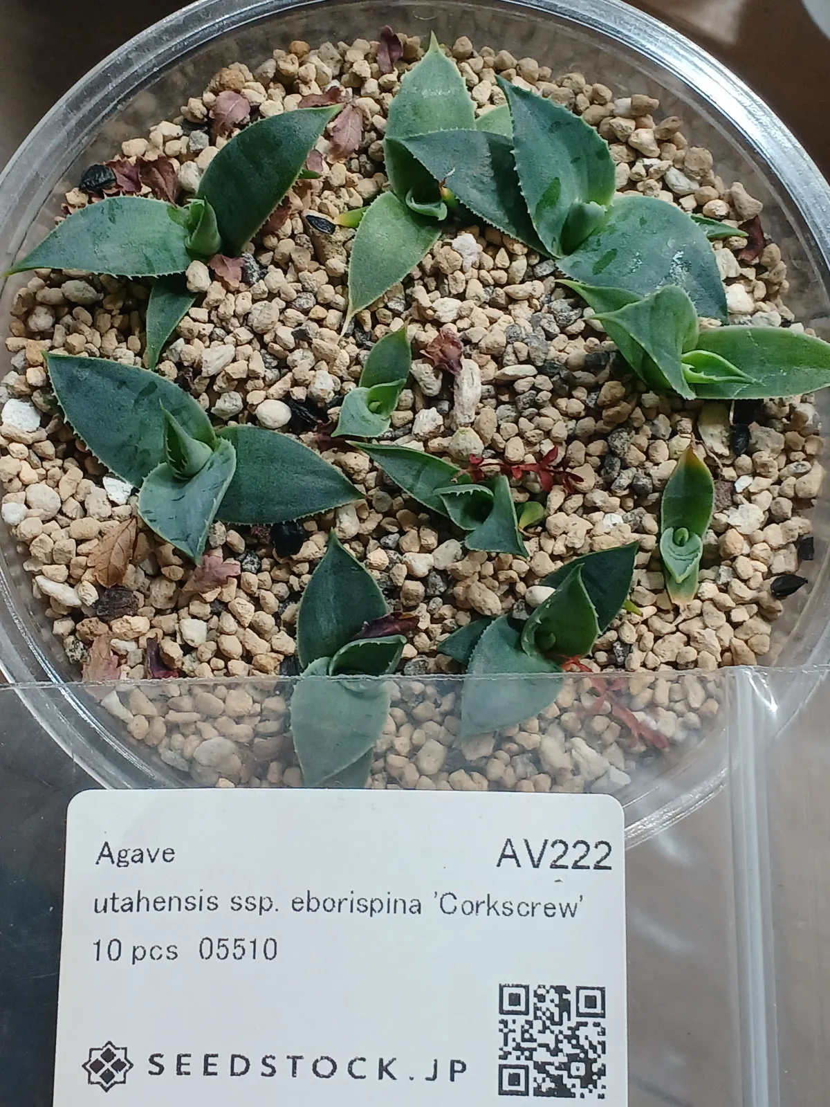 Agave utahensis var. eborispina 'Corkscrew' (アガベ ユタエンシスコークスクリュー)