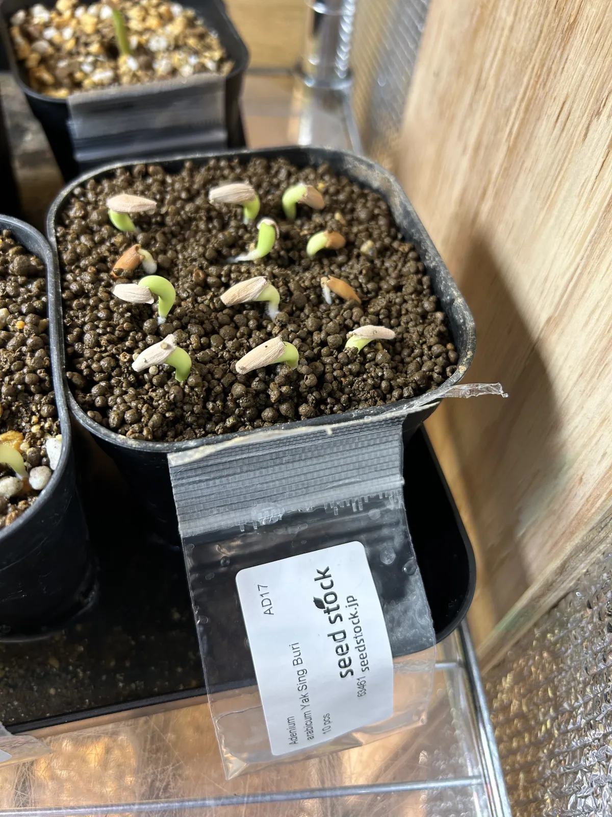 Adenium arabicum (アデニウム アラビカム)