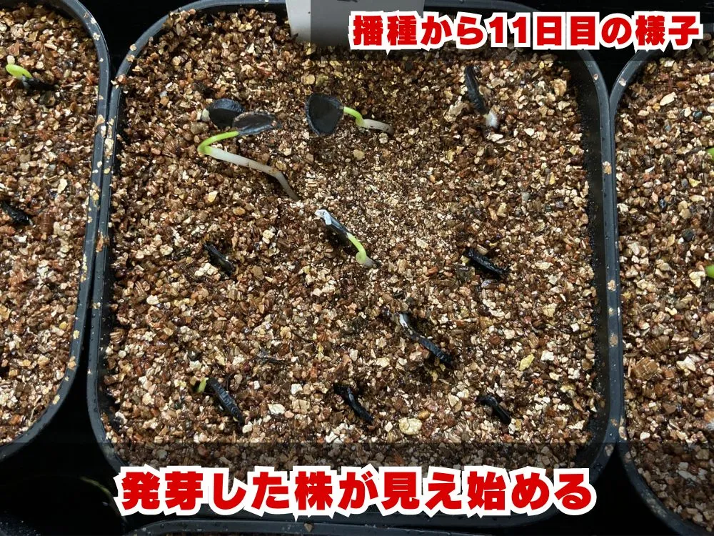 Yucca whipplei (ユッカ ウィップレイ)