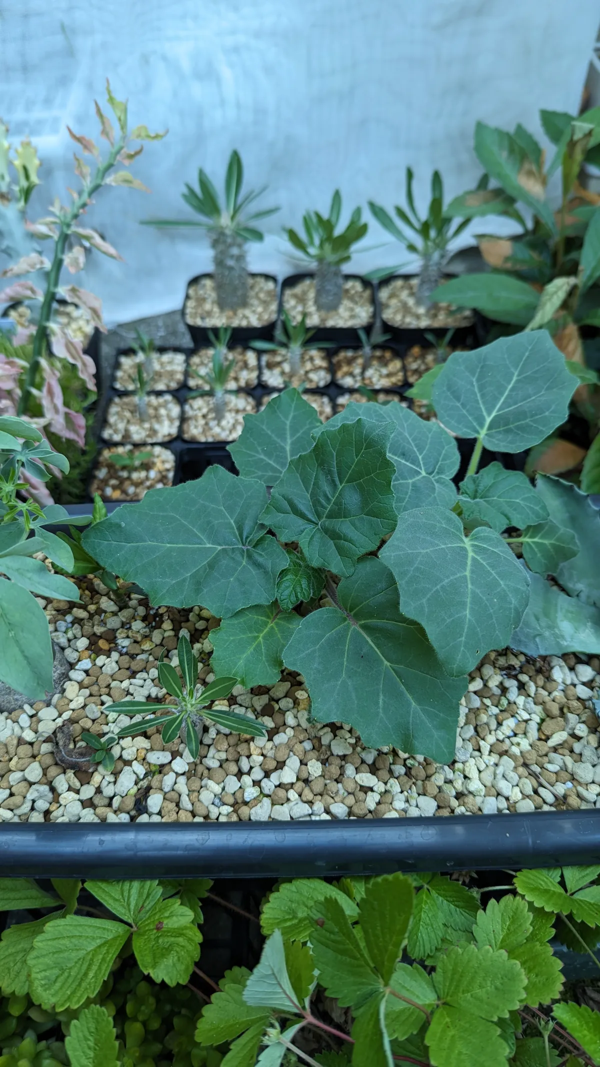 Uncarina roeoesliana (ウンカリーナ ルーズリアナ)