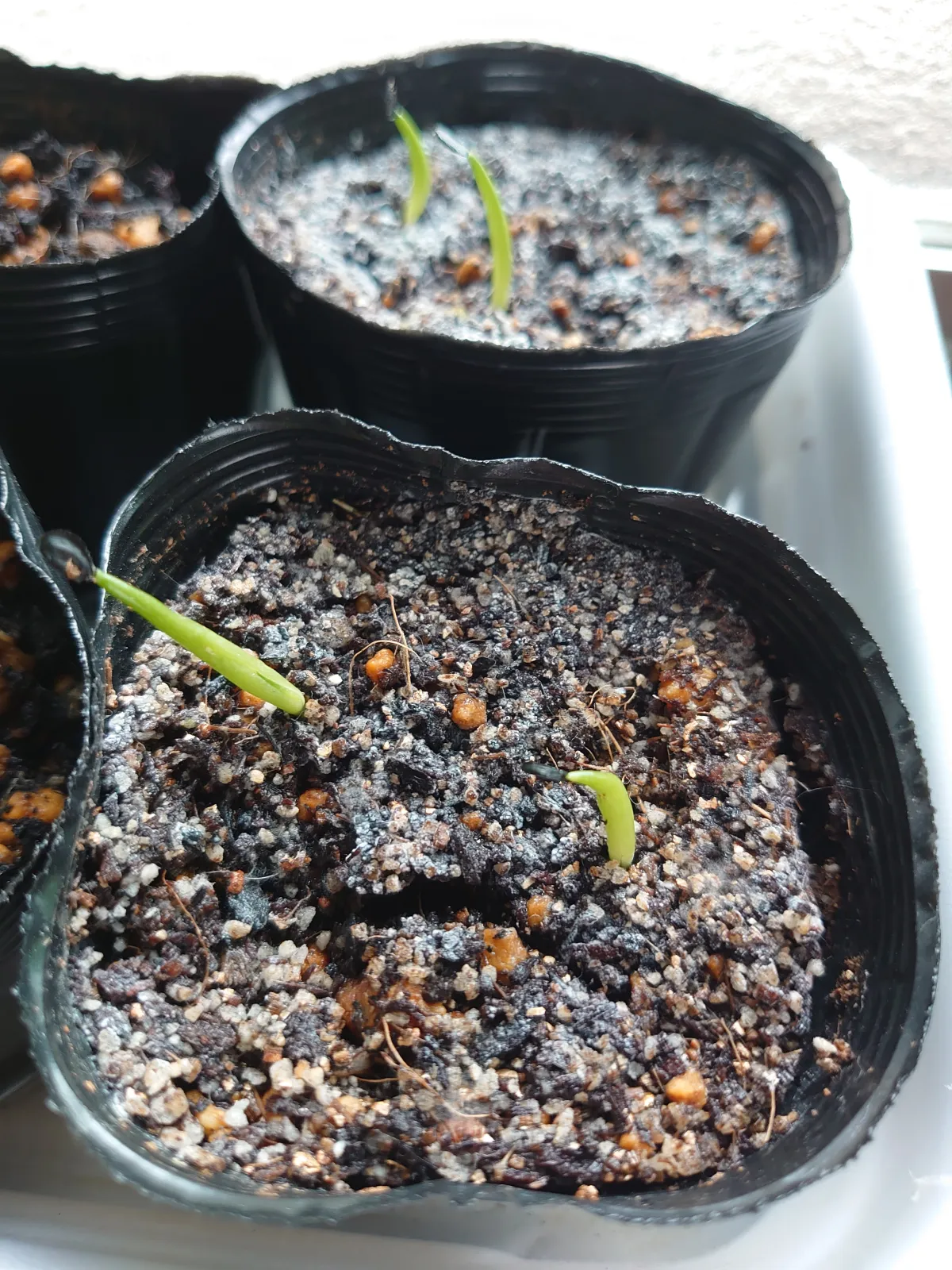 Agave titanota 'Blue' (アガベ チタノタブルー)