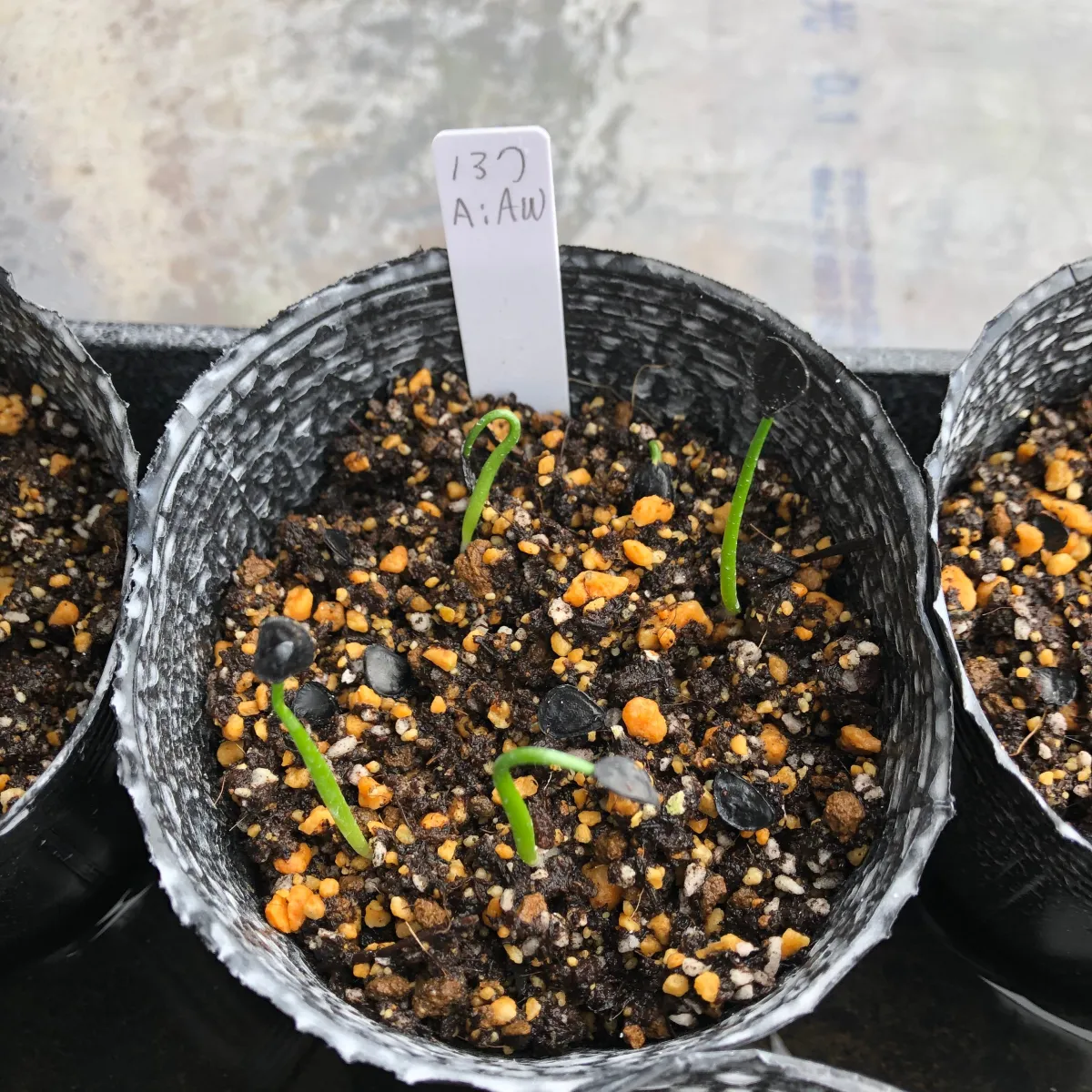 Agave inaequidens 'Ashy White' (アガベ インアクイデンス アッシーホワイト)