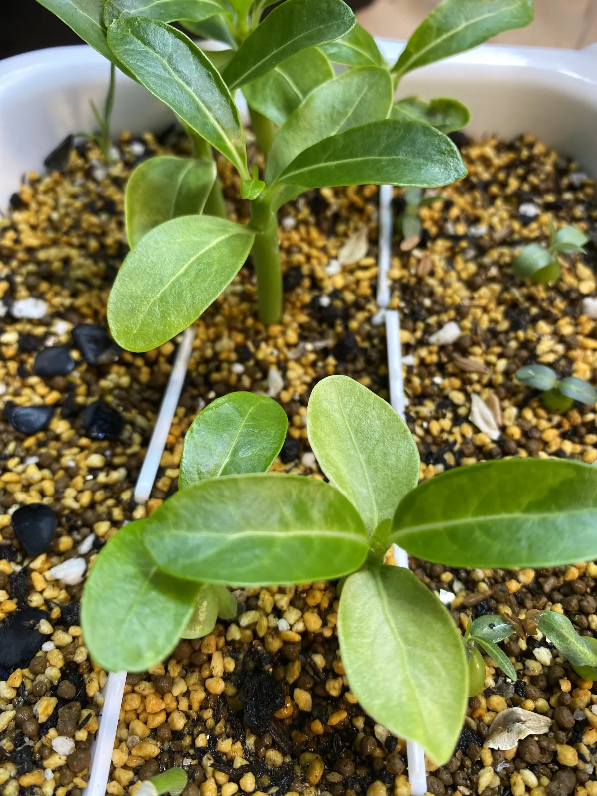 Pachypodium rutenbergianum var. rutenbergianum (パキポディウム ルテンベルギアナム)