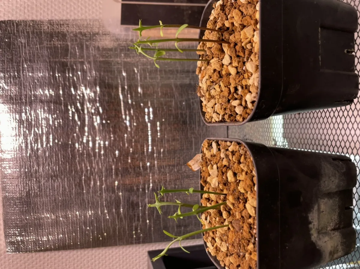 Euphorbia stenoclada subsp. stenoclada (ユーフォルビア ステノクラーダ)